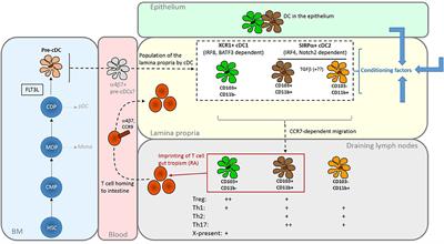 Intestinal Dendritic Cells in Health and Gut Inflammation